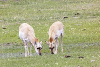 Pronghorn Antelopes YNP May 2025
